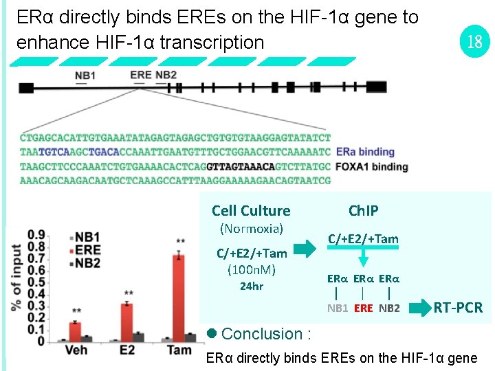 ERα directly binds EREs on the HIF-1α gene to enhance HIF-1α transcription Cell Culture