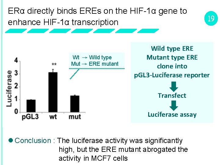 ERα directly binds EREs on the HIF-1α gene to enhance HIF-1α transcription Wt →