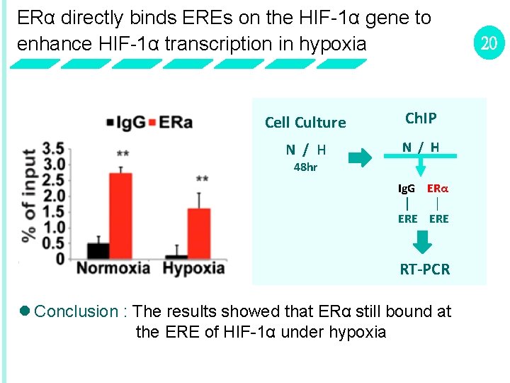 ERα directly binds EREs on the HIF-1α gene to enhance HIF-1α transcription in hypoxia