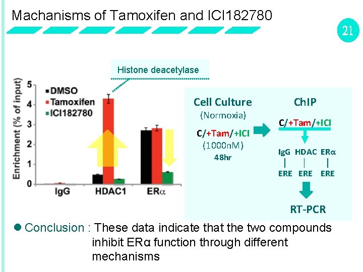 Machanisms of Tamoxifen and ICI 182780 21 Histone deacetylase Cell Culture (Normoxia) C/+Tam/+ICI (1000