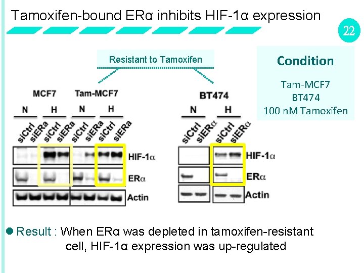 Tamoxifen-bound ERα inhibits HIF-1α expression 22 Resistant to Tamoxifen Condition Tam-MCF 7 BT 474