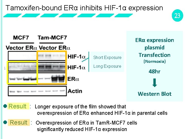 Tamoxifen-bound ERα inhibits HIF-1α expression 23 Short Exposure ERα expression plasmid Transfection Long Exposure