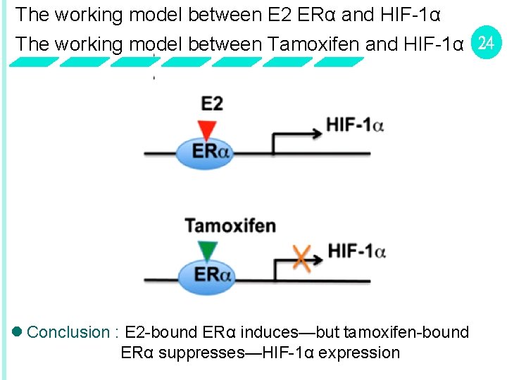 The working model between E 2 ERα and HIF-1α The working model between Tamoxifen