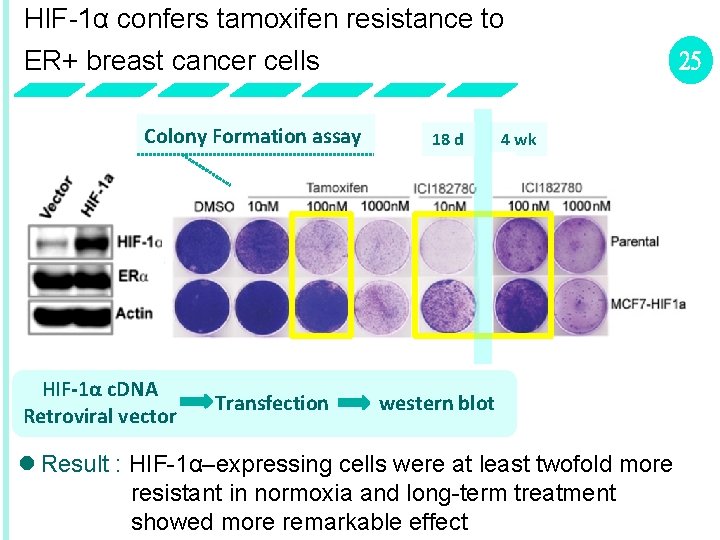 HIF-1α confers tamoxifen resistance to ER+ breast cancer cells Colony Formation assay HIF-1α c.