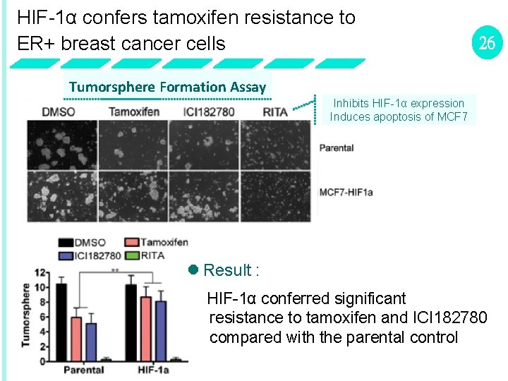 HIF-1α confers tamoxifen resistance to ER+ breast cancer cells 26 Tumorsphere Formation Assay Inhibits