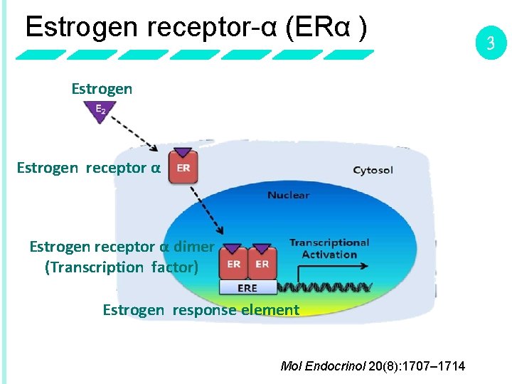 Estrogen receptor-α (ERα ) Estrogen receptor α dimer (Transcription factor) Estrogen response element Mol