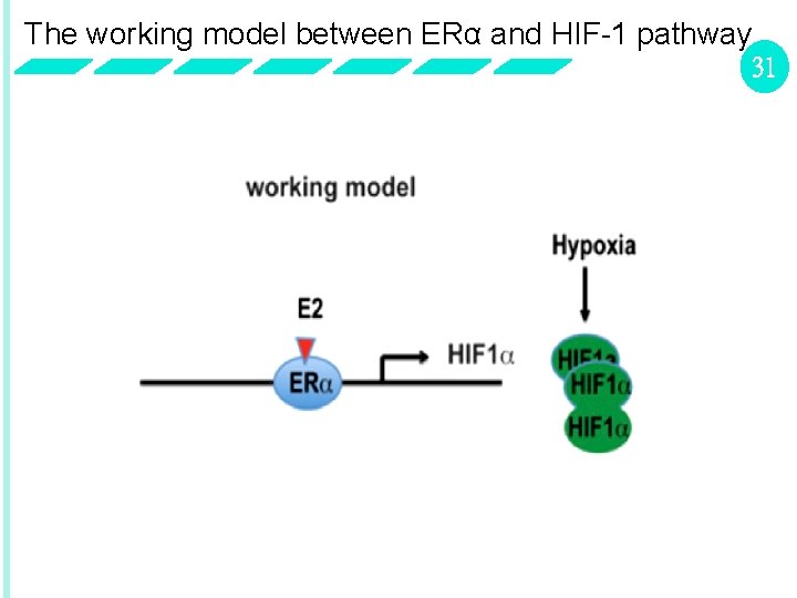 The working model between ERα and HIF-1 pathway 31 