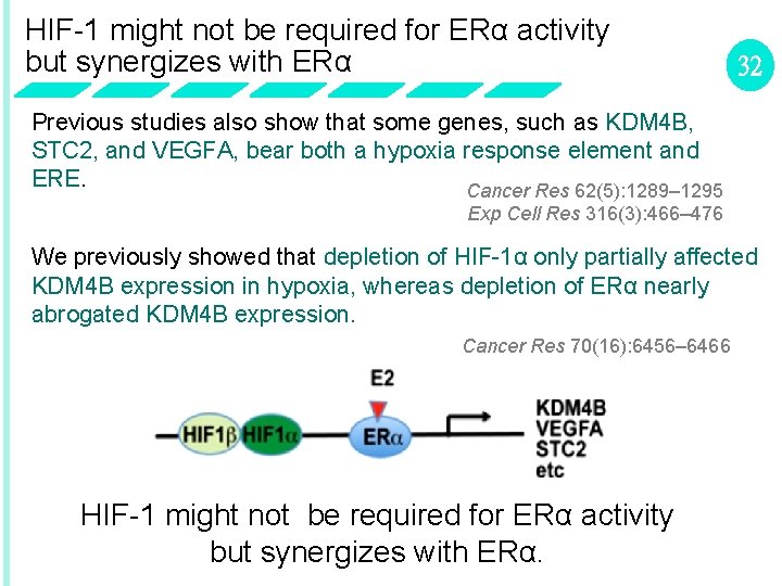 HIF-1 might not be required for ERα activity but synergizes with ERα 32 Previous