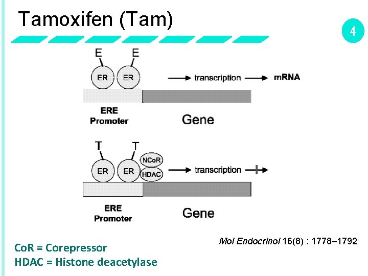 Tamoxifen (Tam) Co. R = Corepressor HDAC = Histone deacetylase 4 Mol Endocrinol 16(8)
