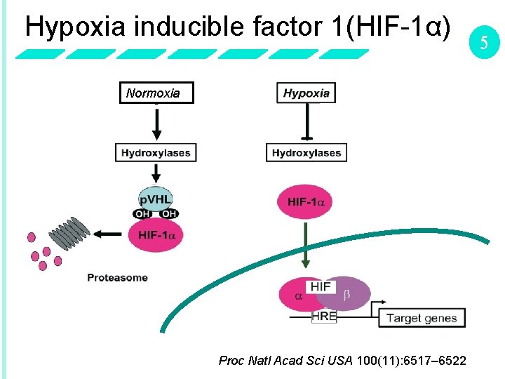 Hypoxia inducible factor 1(HIF-1α) Normoxia Proc Natl Acad Sci USA 100(11): 6517– 6522 5
