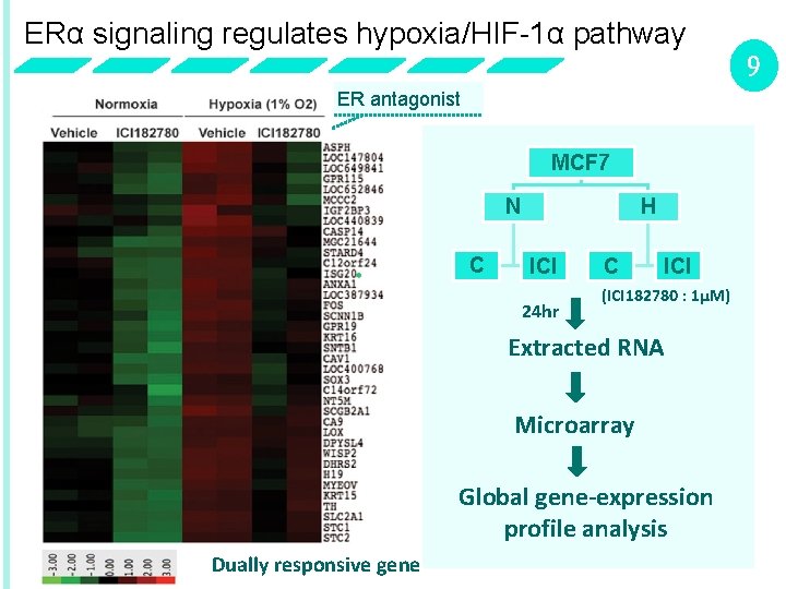 ERα signaling regulates hypoxia/HIF-1α pathway 9 ER antagonist MCF 7 N C H ICI