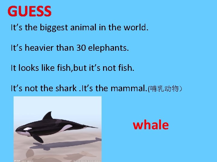 GUESS It’s the biggest animal in the world. It’s heavier than 30 elephants. It