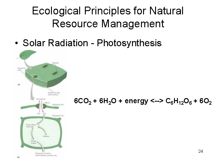 Ecological Principles for Natural Resource Management • Solar Radiation - Photosynthesis 6 CO 2 Ecological Principles for Natural Resource Management • Solar Radiation - Photosynthesis 6 CO 2