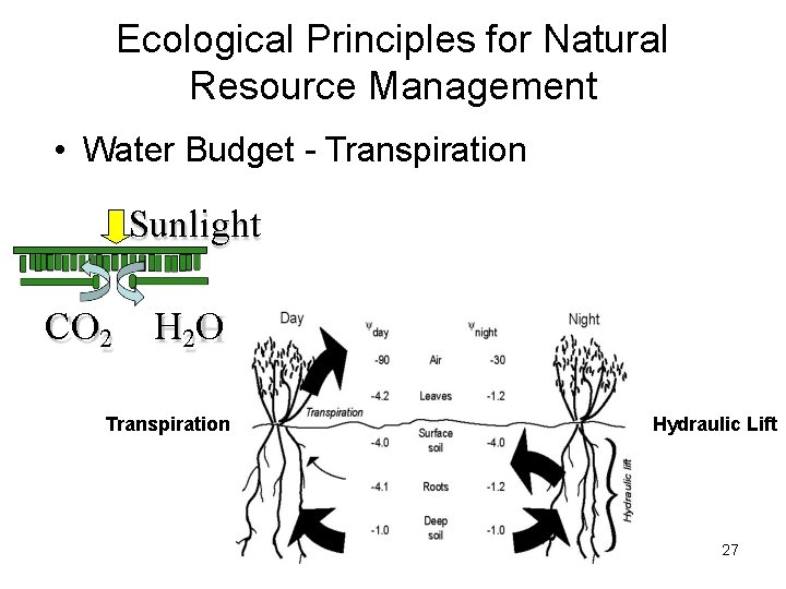 Ecological Principles for Natural Resource Management • Water Budget - Transpiration Sunlight CO 2 Ecological Principles for Natural Resource Management • Water Budget - Transpiration Sunlight CO 2