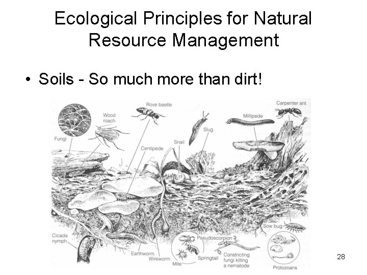 Ecological Principles for Natural Resource Management • Soils - So much more than dirt! Ecological Principles for Natural Resource Management • Soils - So much more than dirt!