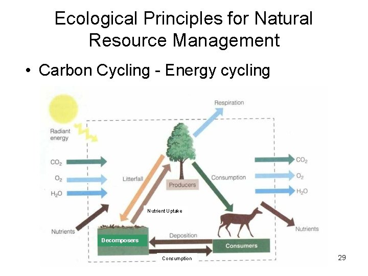 Ecological Principles for Natural Resource Management • Carbon Cycling - Energy cycling Nutrient Uptake Ecological Principles for Natural Resource Management • Carbon Cycling - Energy cycling Nutrient Uptake