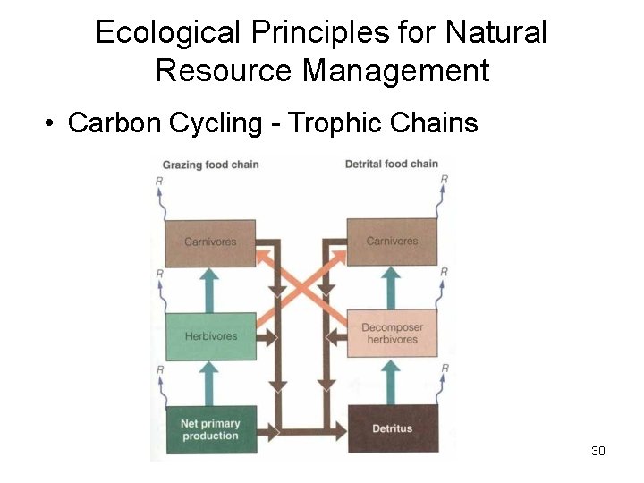 Ecological Principles for Natural Resource Management • Carbon Cycling - Trophic Chains 30 Ecological Principles for Natural Resource Management • Carbon Cycling - Trophic Chains 30