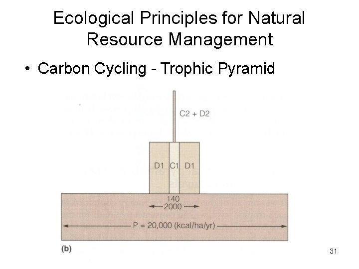 Ecological Principles for Natural Resource Management • Carbon Cycling - Trophic Pyramid 31 Ecological Principles for Natural Resource Management • Carbon Cycling - Trophic Pyramid 31