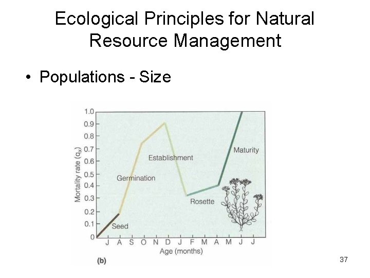 Ecological Principles for Natural Resource Management • Populations - Size 37 Ecological Principles for Natural Resource Management • Populations - Size 37