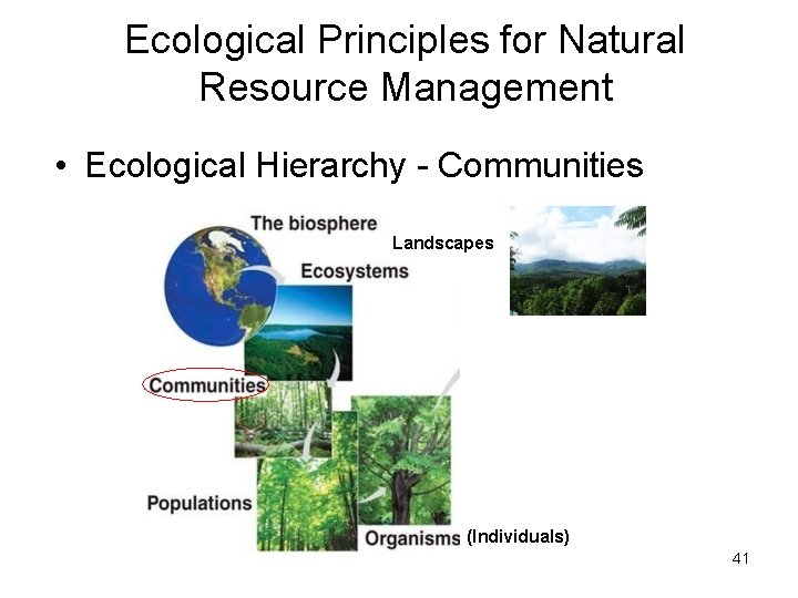 Ecological Principles for Natural Resource Management • Ecological Hierarchy - Communities Landscapes (Individuals) 41 Ecological Principles for Natural Resource Management • Ecological Hierarchy - Communities Landscapes (Individuals) 41