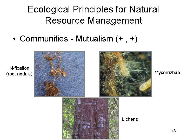 Ecological Principles for Natural Resource Management • Communities - Mutualism (+ , +) N-fixation Ecological Principles for Natural Resource Management • Communities - Mutualism (+ , +) N-fixation