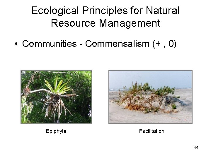 Ecological Principles for Natural Resource Management • Communities - Commensalism (+ , 0) Epiphyte Ecological Principles for Natural Resource Management • Communities - Commensalism (+ , 0) Epiphyte