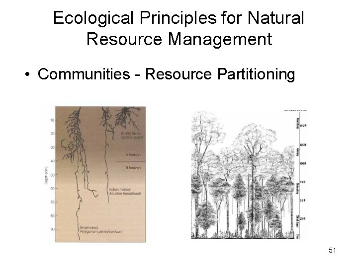 Ecological Principles for Natural Resource Management • Communities - Resource Partitioning 51 Ecological Principles for Natural Resource Management • Communities - Resource Partitioning 51