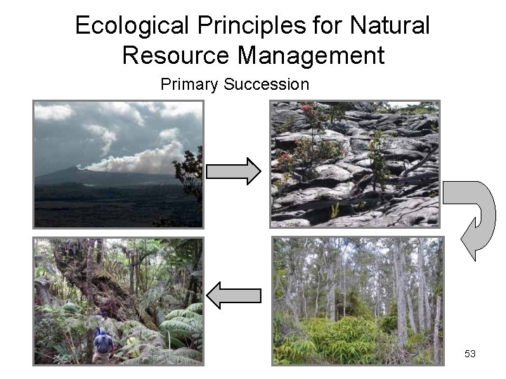 Ecological Principles for Natural Resource Management Primary Succession 53 Ecological Principles for Natural Resource Management Primary Succession 53