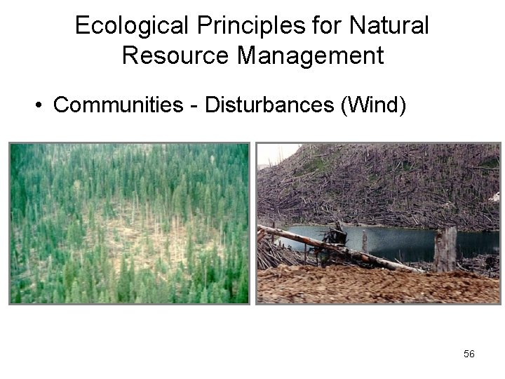 Ecological Principles for Natural Resource Management • Communities - Disturbances (Wind) 56 Ecological Principles for Natural Resource Management • Communities - Disturbances (Wind) 56