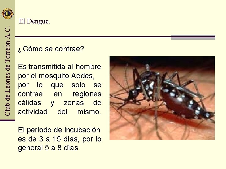 Club de Leones de Torreón A. C. El Dengue. ¿ Cómo se contrae? Es