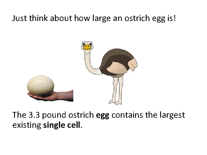 Just think about how large an ostrich egg is! The 3. 3 pound ostrich