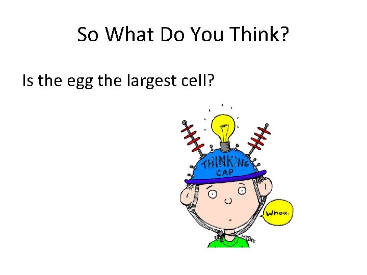 So What Do You Think? Is the egg the largest cell? 