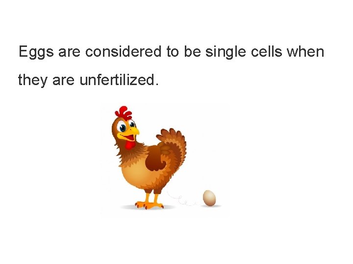 Eggs are considered to be single cells when they are unfertilized. 