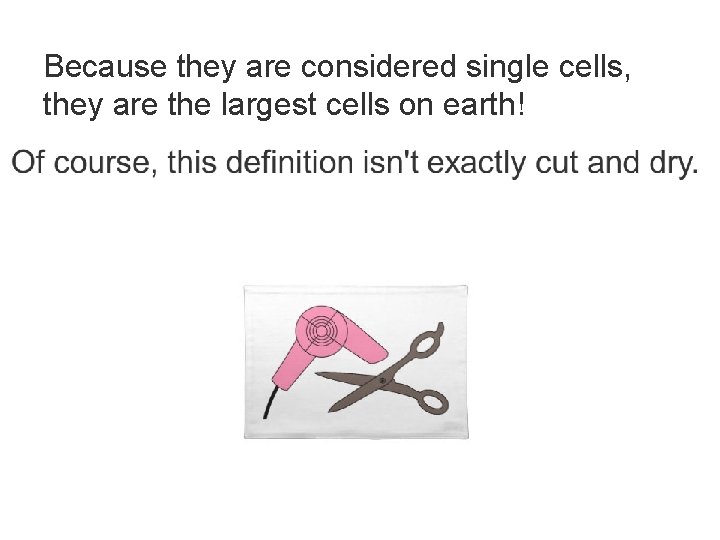 Because they are considered single cells, they are the largest cells on earth! 