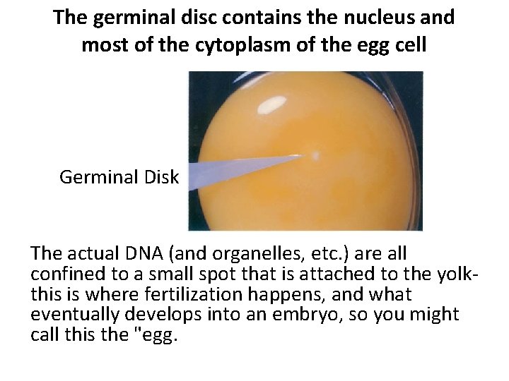 The germinal disc contains the nucleus and most of the cytoplasm of the egg