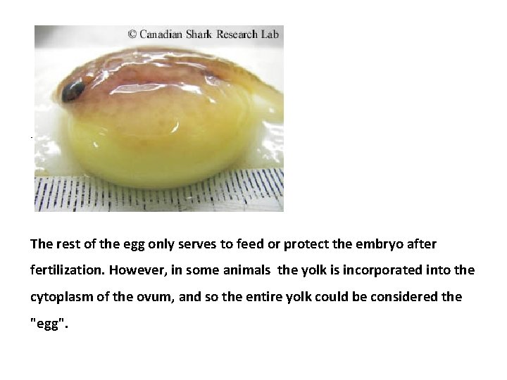  • The rest of the egg only serves to feed or protect the