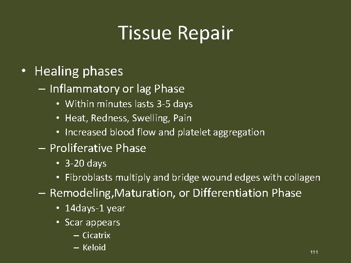 Tissue Repair • Healing phases – Inflammatory or lag Phase • Within minutes lasts