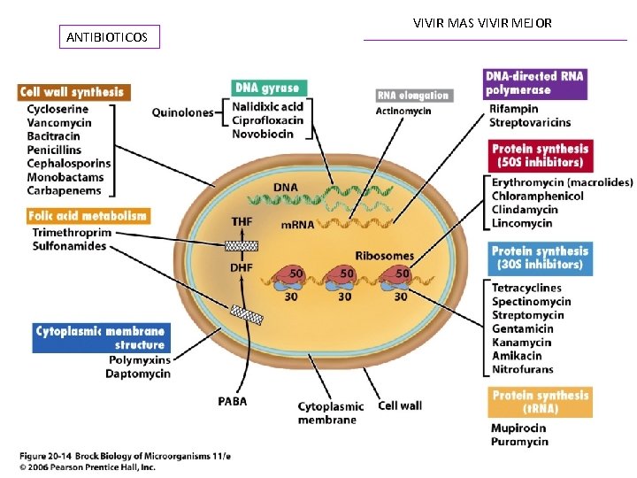 ANTIBIOTICOS VIVIR MAS VIVIR MEJOR 