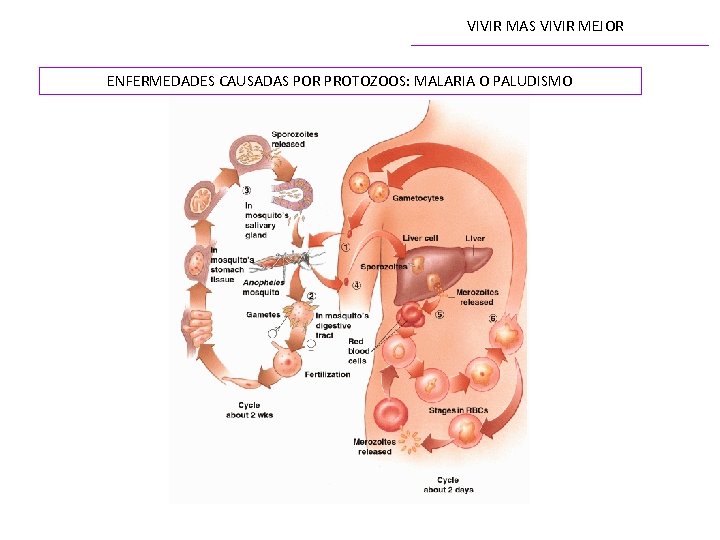 VIVIR MAS VIVIR MEJOR ENFERMEDADES CAUSADAS POR PROTOZOOS: MALARIA O PALUDISMO 