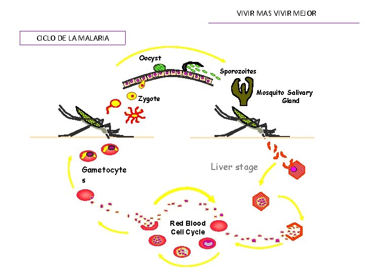 VIVIR MAS VIVIR MEJOR CICLO DE LA MALARIA Oocyst Sporozoites Mosquito Salivary Gland Zygote