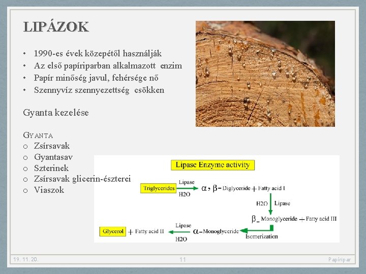 LIPÁZOK • • 1990 -es évek közepétől használják Az első papíriparban alkalmazott enzim Papír