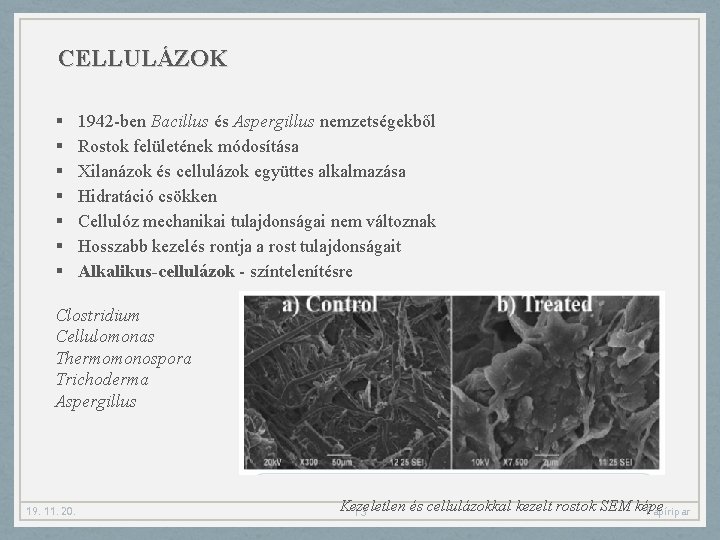 CELLULÁZOK § § § § 1942 -ben Bacillus és Aspergillus nemzetségekből Rostok felületének módosítása