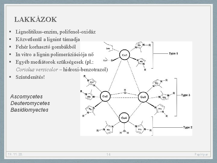 LAKKÁZOK § § § Lignolitikus-enzim, polifenol-oxidáz Közvetlenül a lignint támadja Fehér korhasztó gombákból In