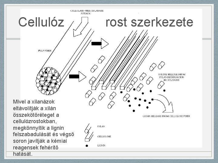 Cellulóz Mivel a xilanázok eltávolítják a xilán összekötőréteget a cellulózrostokban, megkönnyítik a lignin felszabadulását