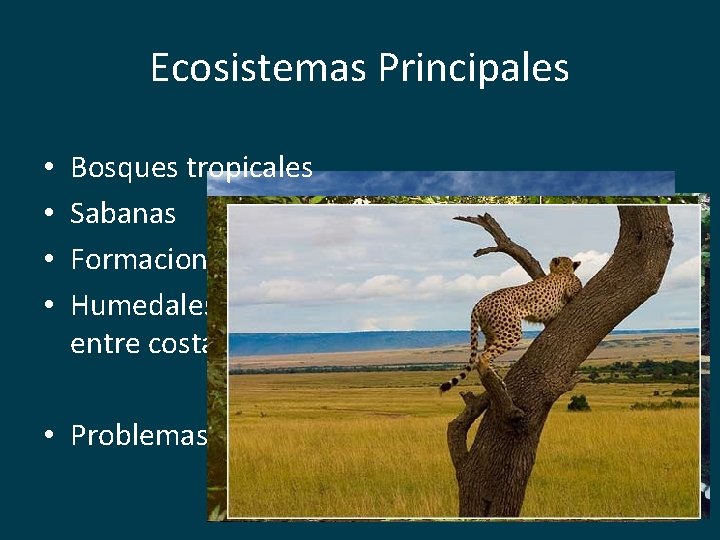 Ecosistemas Principales • • Bosques tropicales Sabanas Formaciones andinas Humedales (Manglares y zonas de