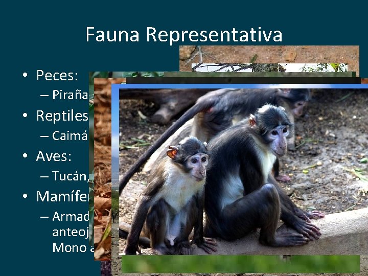 Fauna Representativa • Peces: – Pirañas • Reptiles – Caimán, Serpiente de coral, Tortugas