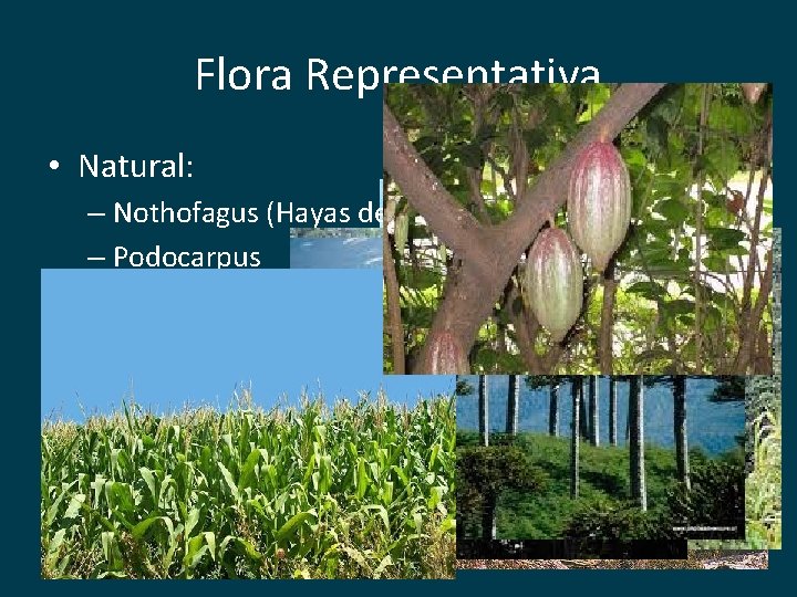 Flora Representativa • Natural: – Nothofagus (Hayas del sur) – Podocarpus – Alerce –