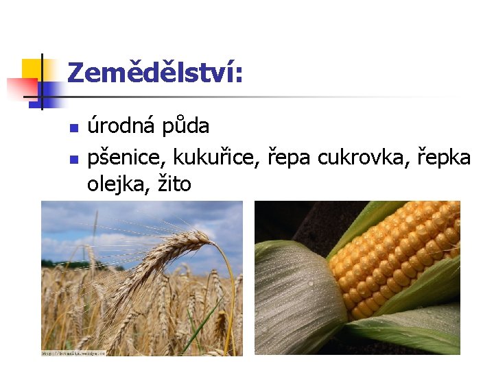 Zemědělství: n n úrodná půda pšenice, kukuřice, řepa cukrovka, řepka olejka, žito 