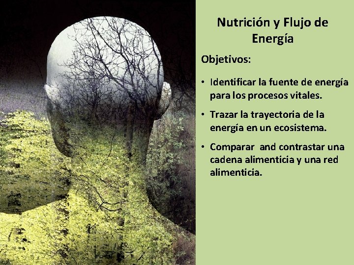 Nutrición y Flujo de Energía Objetivos: • Identificar la fuente de energía para los