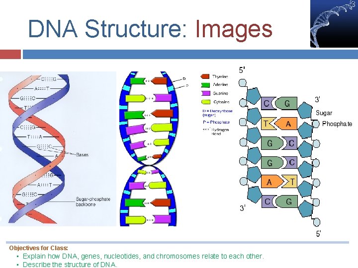 DNA Structure: Images Objectives for Class: • Explain how DNA, genes, nucleotides, and chromosomes